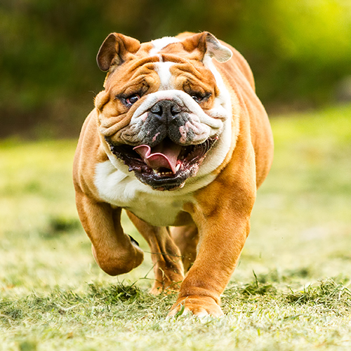 bulldog english run pet funny training move power purebred english bulldog move toward the camera ragged face closeup bulldog english run pet funny training move power courage fast rapid nose toward f